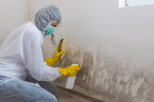 Baileys Crossroads, VA Mold Remediation Company